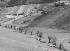 Vinogradi